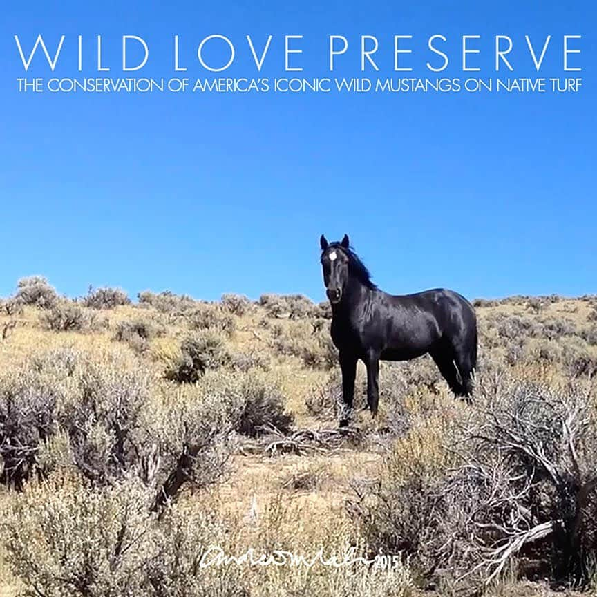 パール・ジャムさんのインスタグラム写真 - (パール・ジャムInstagram)「Help #StoneGossard and @WildLovePreserve reach their minimum goal of $1M to acquire 10,000 acres of permanently protected wildlife preserve before the impending November helicopter roundup. Your support translates to lasting wildness for Idaho wild horses and wild places as a whole.  Stone has pledged to match the first $10,000 in donations to this campaign. #LinkInBio」9月12日 2時18分 - pearljam