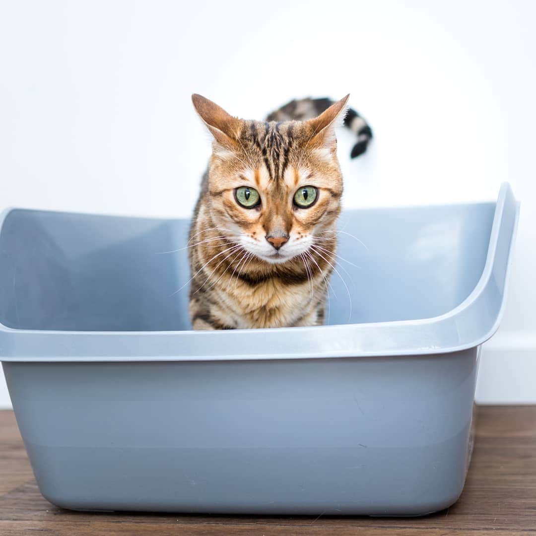 Fresh Stepさんのインスタグラム写真 - (Fresh StepInstagram)「If you have recently adopted new feline friends home, be sure to check out our article on tips for litter box training! Link in bio. 😺」9月12日 2時51分 - freshstep