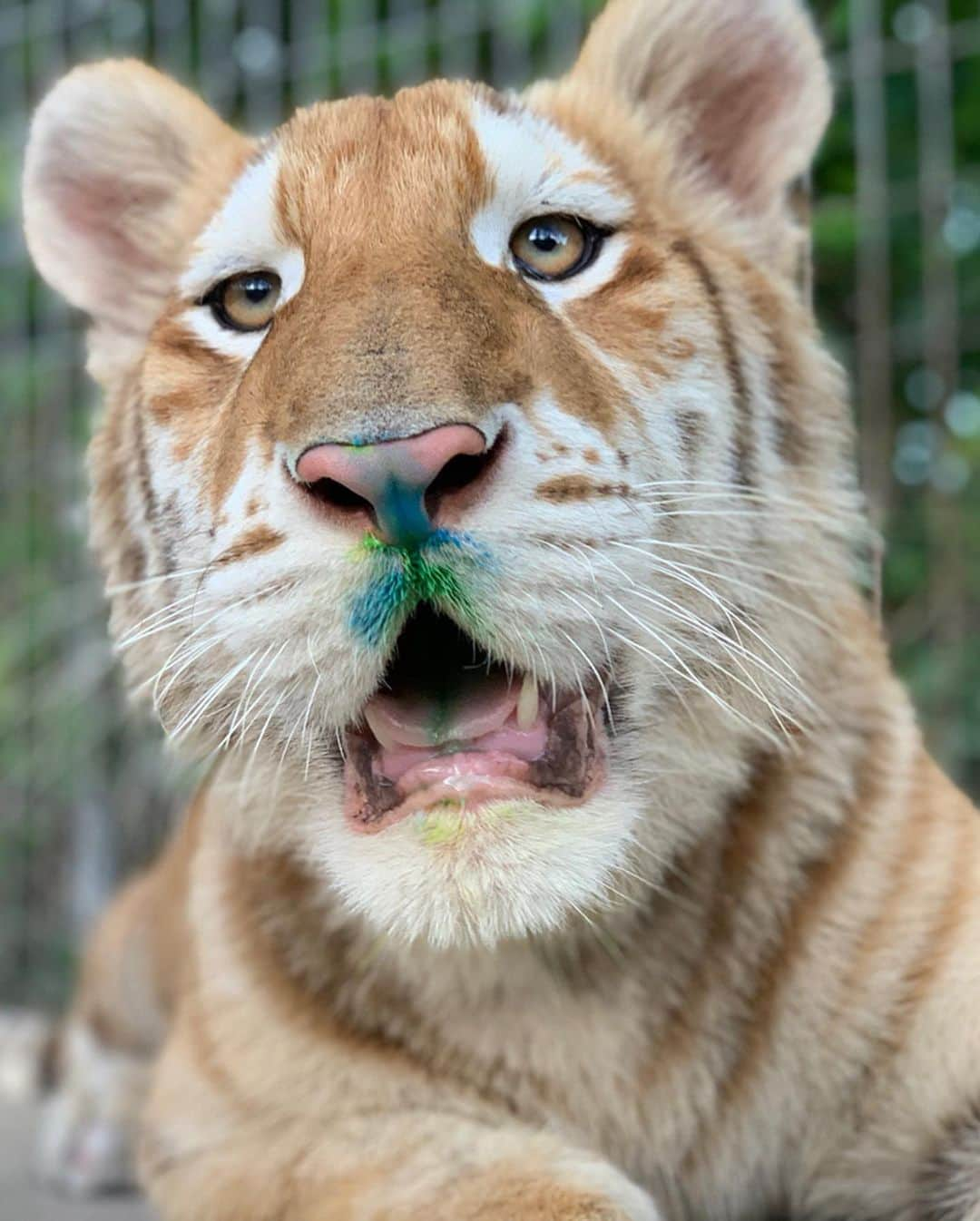 Zoological Wildlife Foundationさんのインスタグラム写真 - (Zoological Wildlife FoundationInstagram)「swipe left to meet our new ZWF artists! Mahesh and Rajah experimenting with colors!!🐯💕🐾🎨 #tiger #tabbytiger #endangeredspecies #conservation #zwfmiami #zwf #enrichment #colors」9月12日 2時52分 - zwfmiami