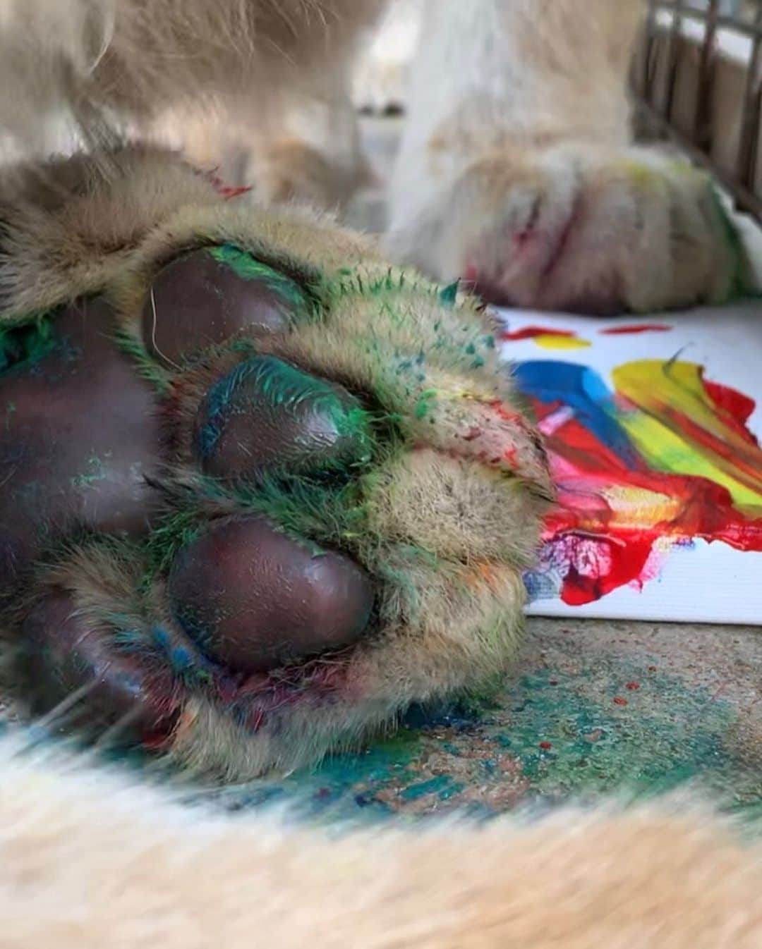 Zoological Wildlife Foundationさんのインスタグラム写真 - (Zoological Wildlife FoundationInstagram)「swipe left to meet our new ZWF artists! Mahesh and Rajah experimenting with colors!!🐯💕🐾🎨 #tiger #tabbytiger #endangeredspecies #conservation #zwfmiami #zwf #enrichment #colors」9月12日 2時52分 - zwfmiami