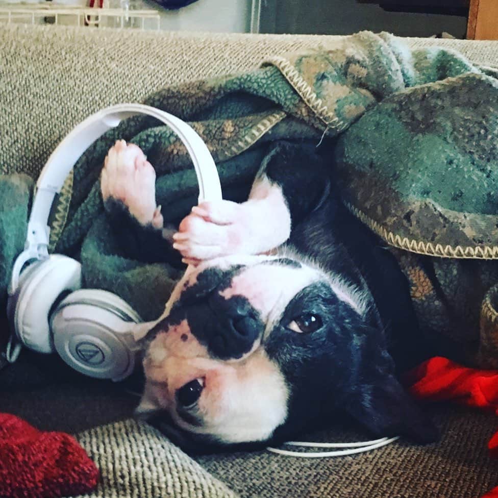 のインスタグラム：「ただいまおネギ。  一体なにがどうなったら そんな事に。。。 #bostonterrier #おネギ」
