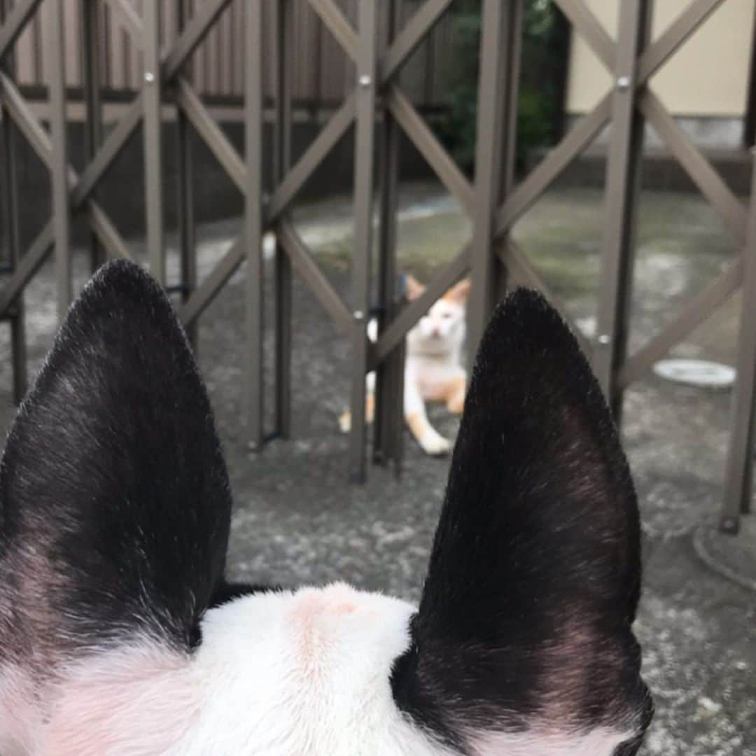 Q太郎さんのインスタグラム写真 - (Q太郎Instagram)「#minituru#bull#terrier#minibullterrier#miniturubullterrier#dog#dogstagram#cute#qtaro#love#family#ミニチュア#ブルテリア#ミニチュアブルテリア#Q太郎#猫#にゃんこ」9月11日 19時01分 - qtaro.jun