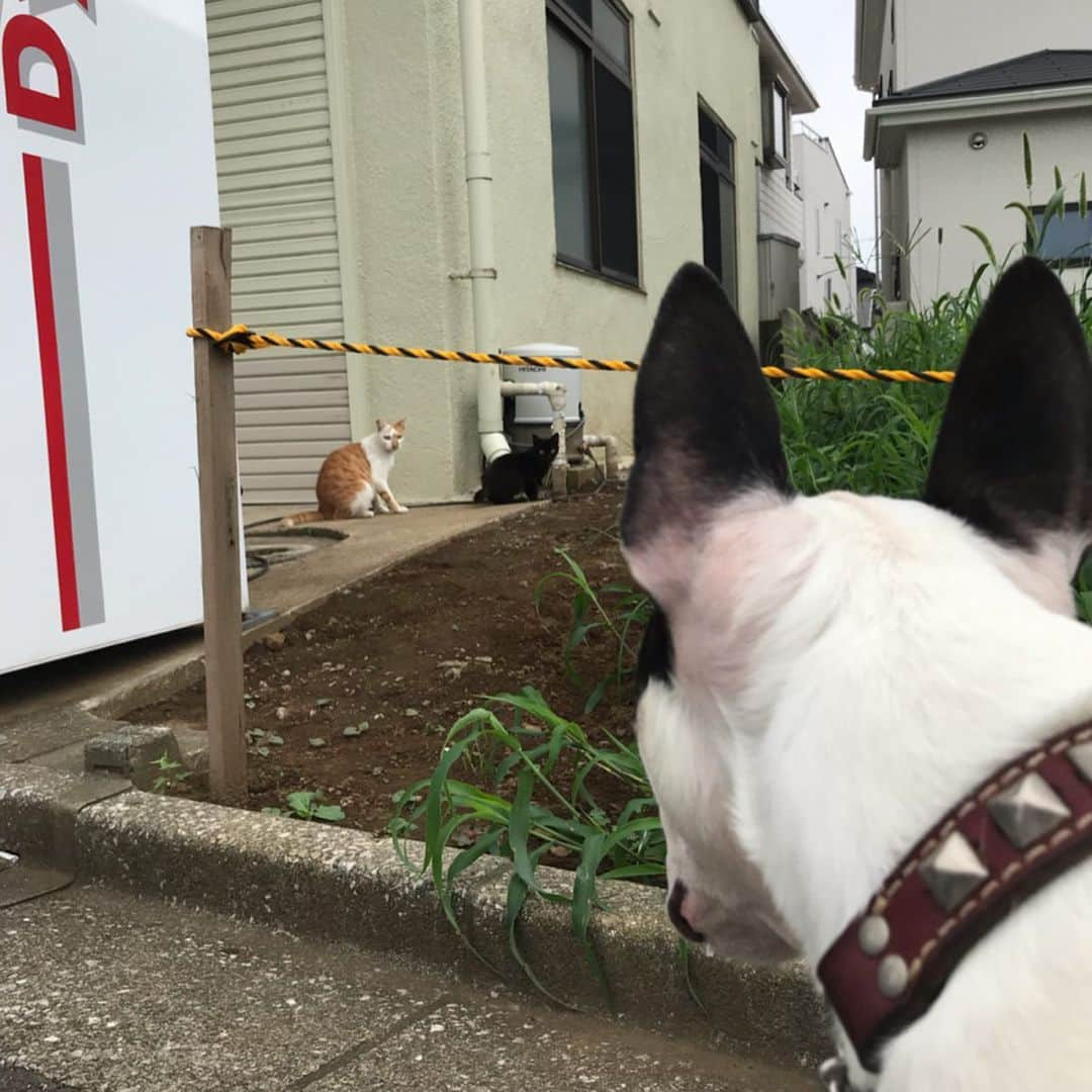 Q太郎さんのインスタグラム写真 - (Q太郎Instagram)「#minituru#bull#terrier#minibullterrier#miniturubullterrier#dog#dogstagram#cute#qtaro#love#family#ミニチュア#ブルテリア#ミニチュアブルテリア#Q太郎#猫#にゃんこ」9月11日 19時01分 - qtaro.jun