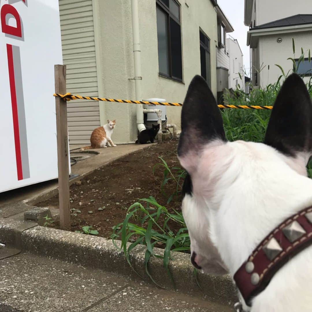 のインスタグラム：「#minituru#bull#terrier#minibullterrier#miniturubullterrier#dog#dogstagram#cute#qtaro#love#family#ミニチュア#ブルテリア#ミニチュアブルテリア#Q太郎#猫#にゃんこ」