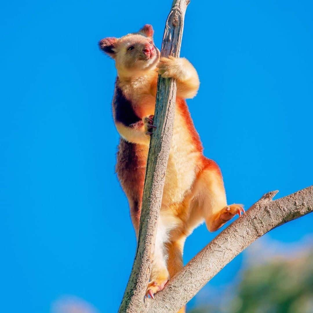 Australiaさんのインスタグラム写真 - (AustraliaInstagram)「Started from the bottom now we’re here. 🔝 @satoru.photography saw Suli the #treekangaroo feeling on top of the world at @featherdalewildlifepark, under an hour’s drive from the @sydney CBD. Tree kangaroos are part of the macropod family, like kangaroos and wallabies, which you can also see (and hand-feed!) at this @visitnsw #wildlife park home. Spend the day learning about all the Aussie animals at the keeper talks, you can even book an up-close encounter with koalas, dingoes and reptiles.  #seeaustralia #newsouthwales #ilovesydney #wildlifephotography #weeklyfluff」9月11日 20時00分 - australia