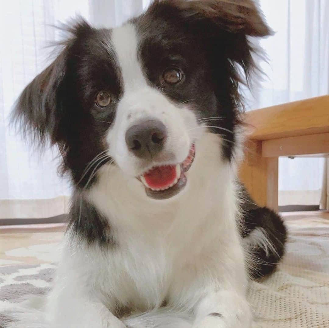 のインスタグラム：「＼🐶わんちゃん豆知識クイズ🐶／⠀ 今週は「歯」について🐾⠀ .⠀ .⠀ ■問題『犬の歯は何本ある？』⠀ ①32本⠀ ②42本⠀ ③30本⠀ .⠀ .⠀ わんちゃんの歯って数える機会はなかなかありませんが、何本あるのでしょうか…？👀⠀ .⠀ 解った方はコメント欄で教えてくださいね～！🖊✨⠀ .⠀ .⠀ #bordercollie #collie #instadog #dog #dogstagram #doglover #pet #instapet #dogquestion #ボーダーコリー #ボーダーコリーレッド #犬 #いぬ #わんこ #犬のいる生活 #いぬすたぐらむ #わんすたぐらむ #犬バカ部 #いぬばか #いぬら部 #いぬ部 #いぬのいる生活 #中型犬のいる生活 ⠀⠀ #ドッグホスティング #ドッグホスト #doghuggy #ドッグハギー」