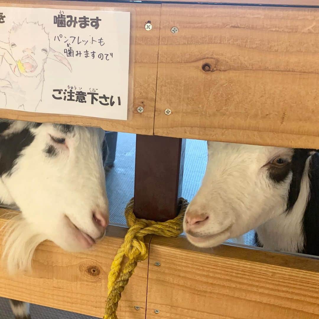 牛窪万里子さんのインスタグラム写真 - (牛窪万里子Instagram)「僕たち噛むから気をつけてね〜（笑）何ともイタズラな表情が可愛らしい♬  ここは「大手町牧場」  山羊やポニー、フラメンコ、フクロウまでいました。  丸の内のオフィスビルの中にある牧場！？ 暫し癒されました♡  A ranch in an office building！！ #大手町牧場  #癒されて #都会のど真ん中とは思えない」9月11日 20時21分 - mariko_ushikubo