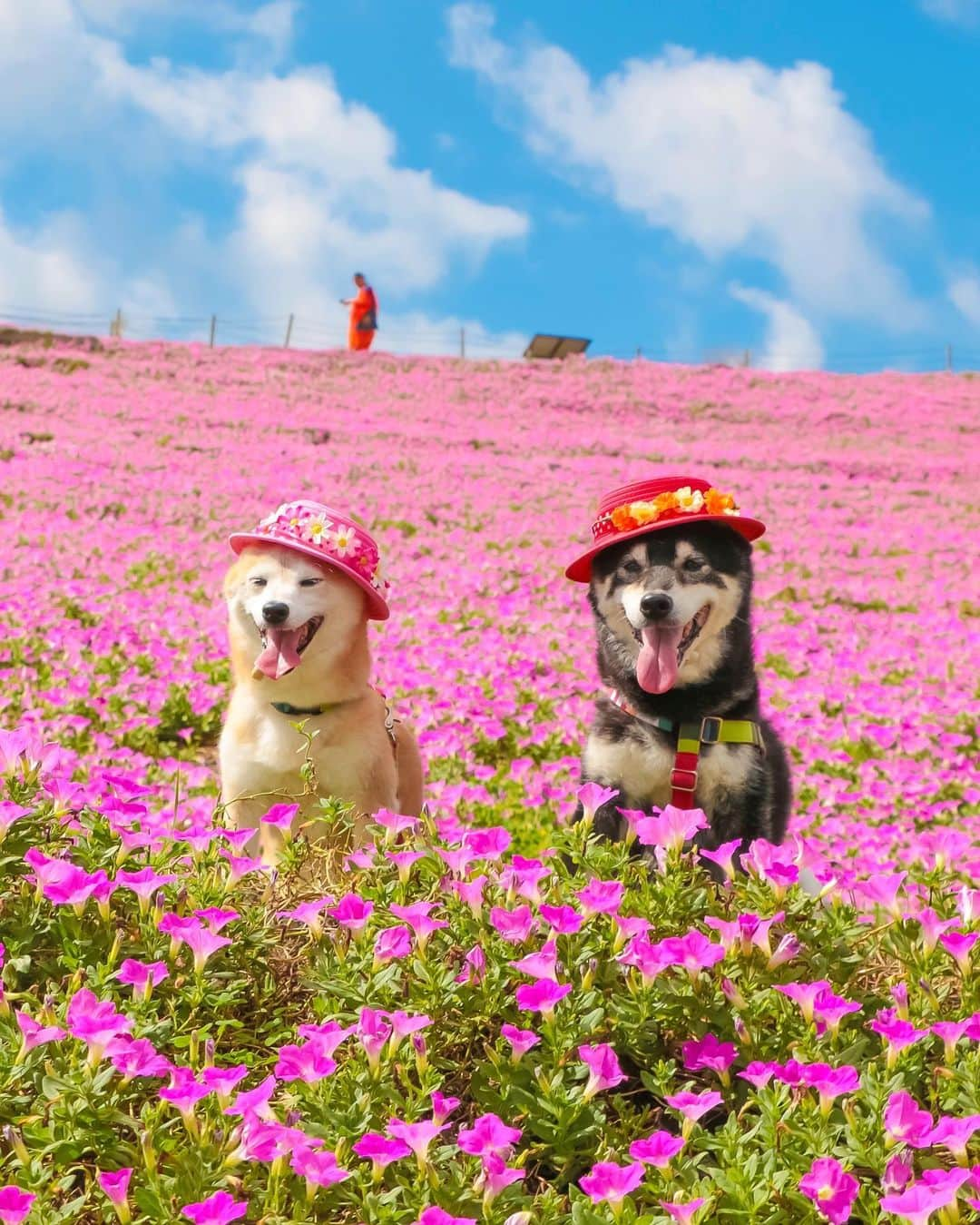 柴犬 けんしろう ゆりあさんのインスタグラム写真 - (柴犬 けんしろう ゆりあInstagram)「🐶🌺🐶 . 停電が続いている地域の皆さまへ 心よりお見舞い申し上げます。 少しでも早い全面復旧を願ってます！ . 今回の台風で職場が一日半停電し、 復旧するまで入居者のみなさんが 熱中症にならないか本当に心配でした。 あと半日続いてたら危なかったかもしれません.. 自宅のライフラインが問題なかったお陰で お留守番のけんゆりを心配せず 安心して仕事に向かうことができて 本当に助かりました。 . 早く千葉に穏やかな時間が 戻ってきますように..🙏 . . Location: #マザー牧場  #あなただけのマザー牧場 #flower」9月11日 20時37分 - nerishiro