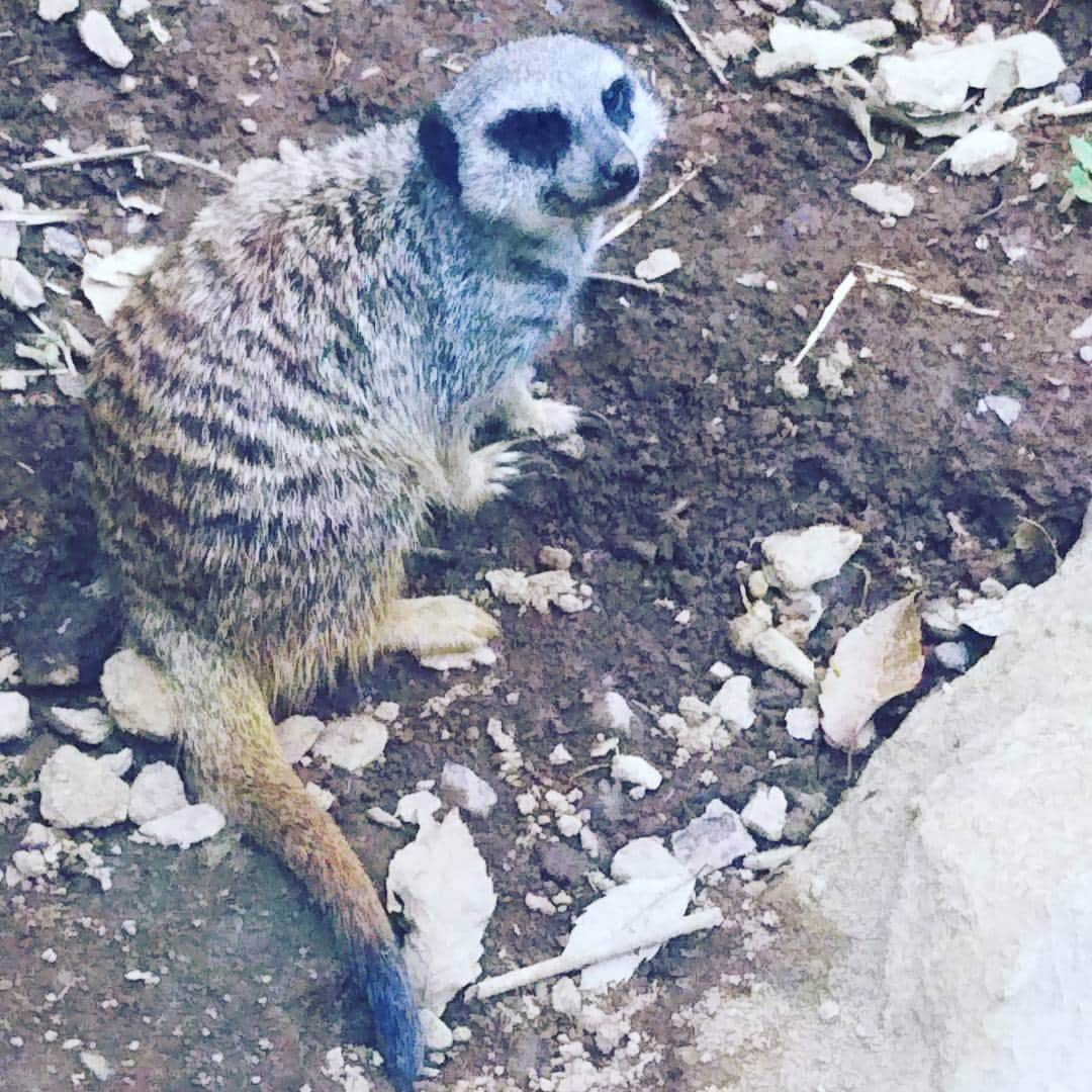 のインスタグラム：「ミーアキャット。です。  #こんちには #何？って顔してます #ハクナマタタ #ライオン・キング」