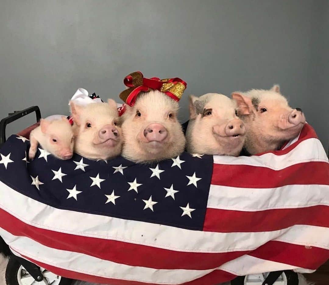 のインスタグラム：「Remembering those who lost their lives 18 years ago on 9/11.🐷🇺🇸#neverforget #911 #PiggyPenn #PoseyandPink #PrissyandPop」