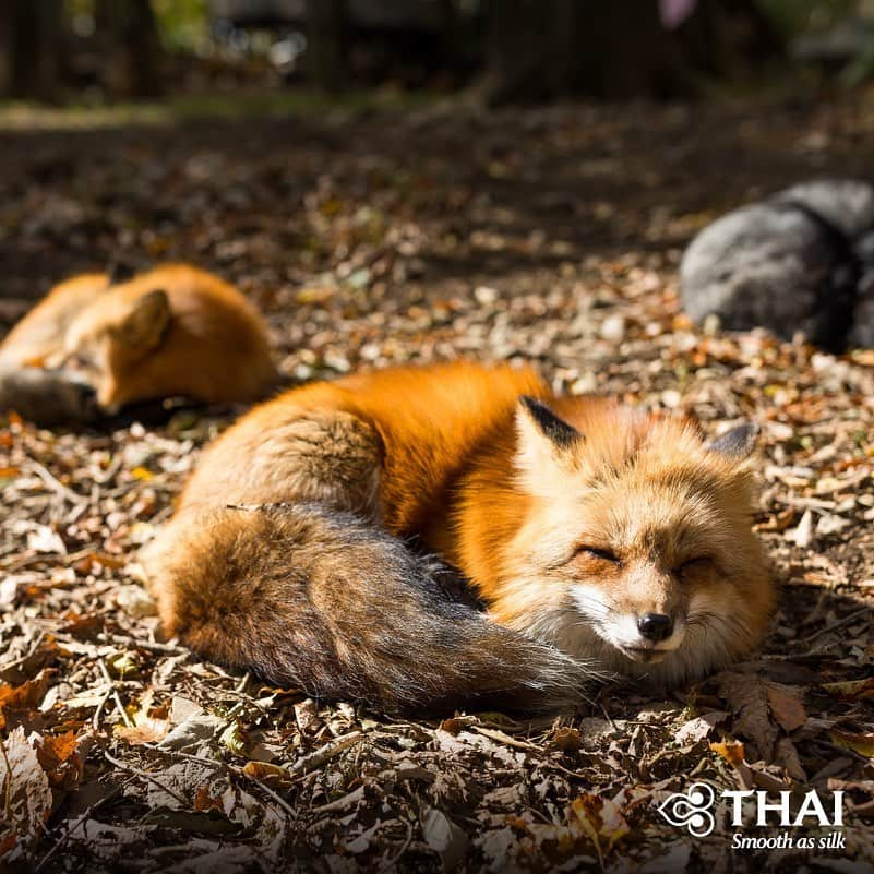 タイ航空のインスタグラム