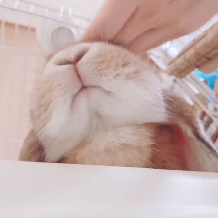 のインスタグラム：「めっちゃ癒された♡ ＊ ＊ ＊ #うさぎ #rabbit #bunny #ふわもこ部  #WeeklyFluff #igersjp  #tokyocameraclub #東京カメラ部  #神戸カメラ部  #bunnystagram  #うさぎ部 #ホーランドロップ #hollandlop  #ファインダー越しの私の世界 #art_of_japan #aoj_bokeh」