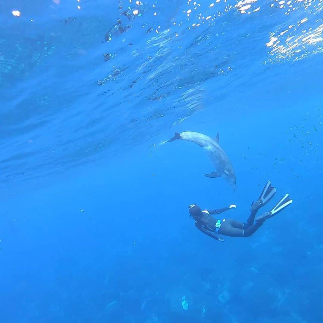 akikoさんのインスタグラム写真 - (akikoInstagram)「10年前、ハワイ島で初めて野生のイルカと泳いだ時に不思議な体験をした。今思えば、それは私の意識が変わっていくキッカケになる出来事だったと思う。  今回、思い立って久しぶりの御蔵島へ。行くことを直前まで迷って出航の3時間前に決めたけど、行って本当に良かった。いいことしか起こらないし、感謝しかない。  私はイルカに、泳ぎ方や呼吸の仕方を教わった。でもそれだけでなく、彼らはいつもたくさんのことを教えてくれる。考えないこと、ジャッジしないこと、ただ「在る」こと。  そして、すべてのタイミングは完璧である、ということ。」9月11日 22時07分 - akikojazz
