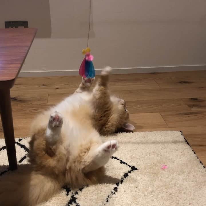 pon_0507のインスタグラム：「2019.09.11  全開😽  #pon #ねこ #ネコ #マンチカン #猫 #茶白猫 #neko #cat #munchkin #munchkincat #orangecat #gingercat #cutewildanimals #inscatram #bestmeow #videobyanimals #catsofinstagram」