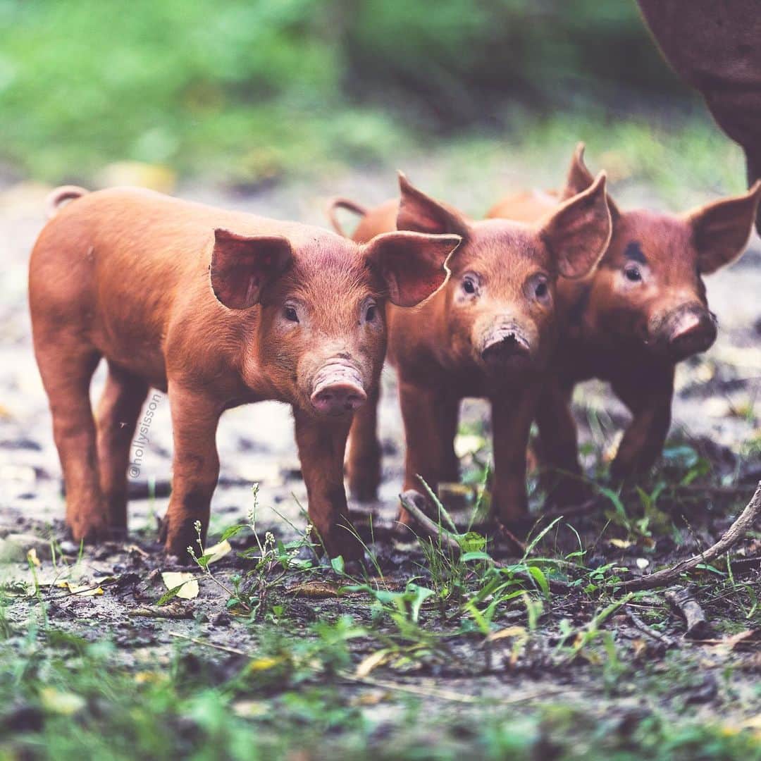 Holly Sissonさんのインスタグラム写真 - (Holly SissonInstagram)「🐷🐷🐷☺️ #rural #piglets #ontario #withaeroplan ~ Canon 1D X MkII + 70–200 f2.8L IS MkII @ 200mm f2.8 (See my bio for full camera equipment information plus info on how I process my images. 😊)」9月11日 23時05分 - hollysisson