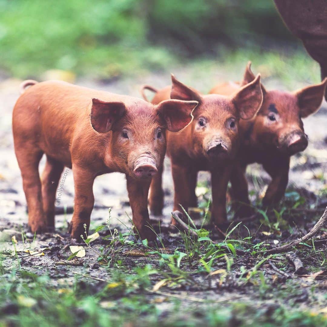 Holly Sissonのインスタグラム：「🐷🐷🐷☺️ #rural #piglets #ontario #withaeroplan ~ Canon 1D X MkII + 70–200 f2.8L IS MkII @ 200mm f2.8 (See my bio for full camera equipment information plus info on how I process my images. 😊)」