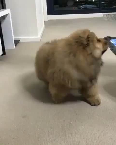The Critter Havenのインスタグラム：「Play time!  Video by @mishkachow  #TheCritterHaven」