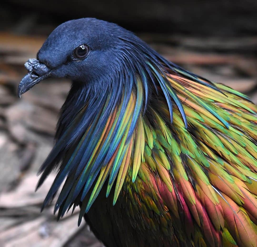 Discoveryさんのインスタグラム写真 - (DiscoveryInstagram)「“I love the Nicobar Pigeon’s amazingly vibrant and iridescent plumage. Each bird’s coloring looks a little different, but always fabulous. Nature is amazing!“ 📸 + caption by Femke van Willigen (@ajoebowan) . . . . #adventure #travel #nature #photography #landscape #love #photooftheday #explore #wanderlust #naturephotography #instagood #beautiful #picoftheday #birdwatching #birdphotography」9月11日 23時03分 - discovery
