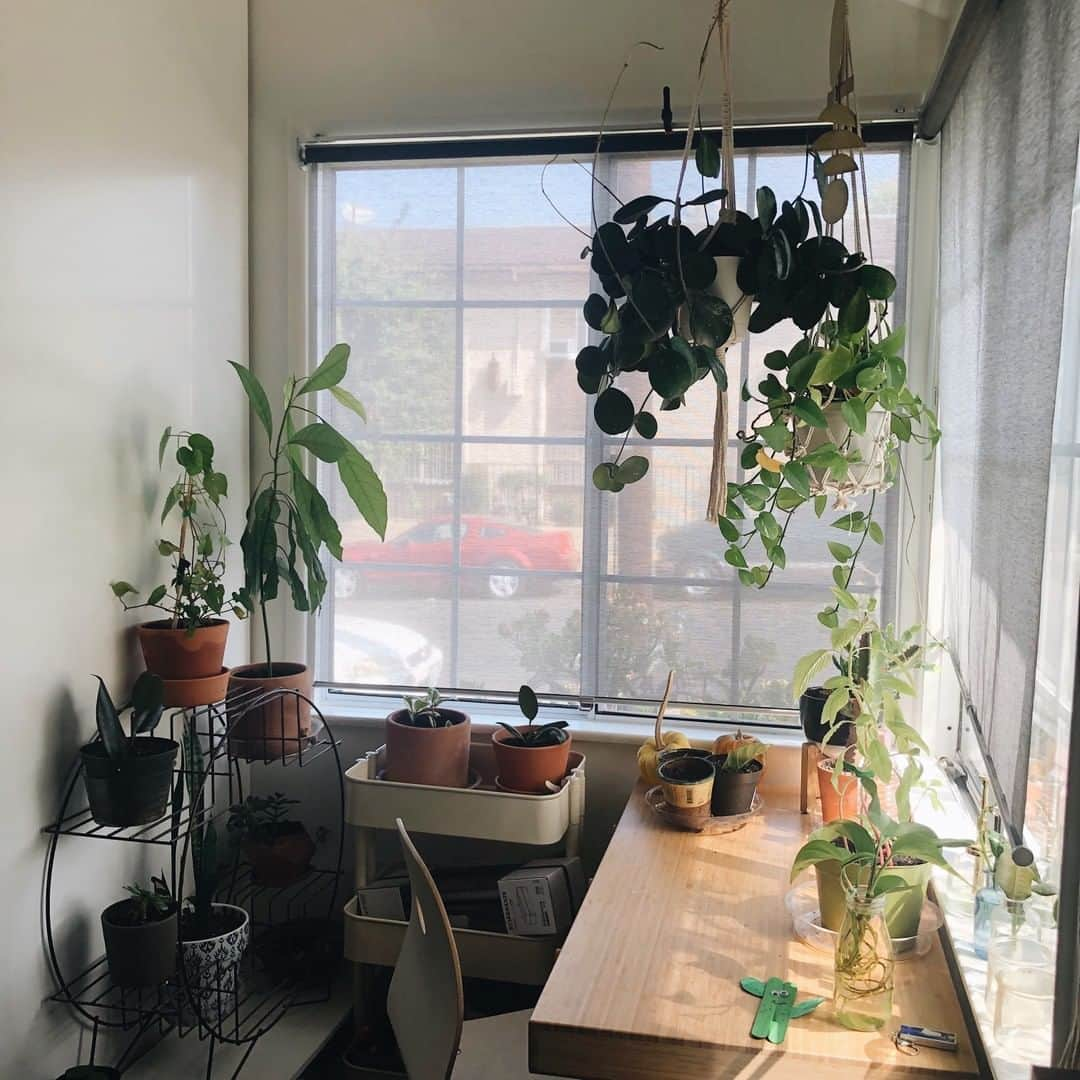 フリーディアさんのインスタグラム写真 - (フリーディアInstagram)「Does anyone else see the empty spaces I need to fill with plants? I want to hang more and get larger house plants. To all my friends in California, where do you get your plants? OR any good online plant shops? #favoritecorner #plantmom #plantlover #plants⠀⠀⠀⠀⠀⠀⠀⠀⠀ *⠀⠀⠀⠀⠀⠀⠀⠀⠀ *⠀⠀⠀⠀⠀⠀⠀⠀⠀ *⠀⠀⠀⠀⠀⠀⠀⠀⠀ 植物で満たすために必要な空きスペースを他の誰かが見ますか?私はもっと上からハングしたいし、より大きな家の植物を増やしたいの。カリフォルニアにいる友達の皆さん、どこで植物を手に入れるのまたは任意の良いオンライン植物店あったら教えて！　＃植物ママ　＃植物」9月11日 23時15分 - friediamn