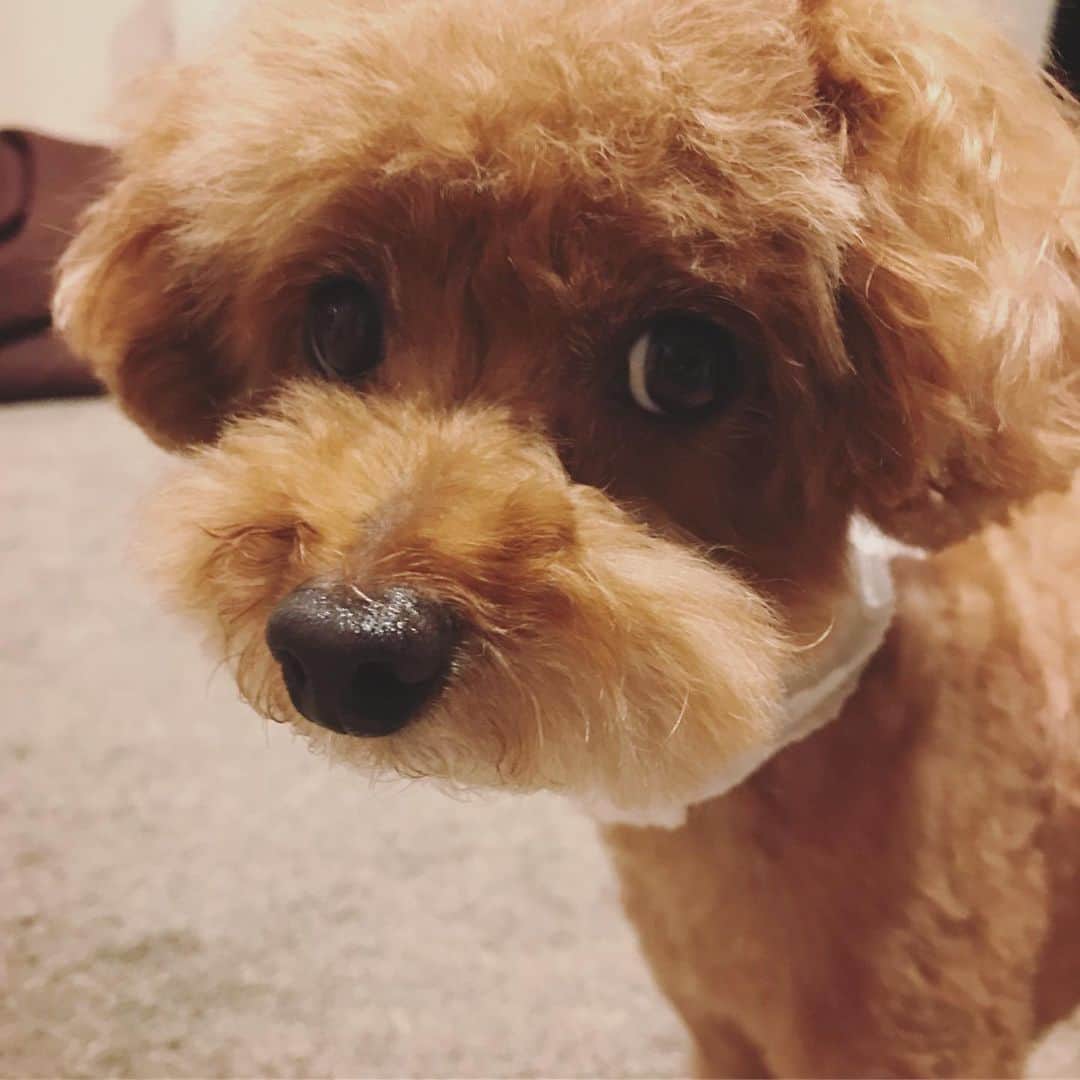 石川龍のインスタグラム：「まめきち、散髪完了ですっきり。が、バリカンで少し首をケガしてしまった模様。特に痛そうにしてるわけではないのだけど心配や。早く治りますように。 #まめきち #トイプードル #トイプードル女の子  #toypoodle」