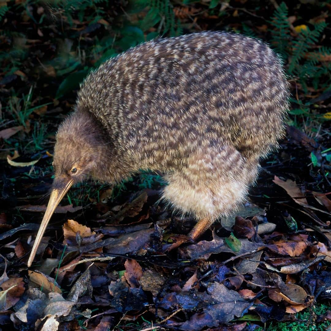 アニマルプラネットさんのインスタグラム写真 - (アニマルプラネットInstagram)「This bird has the same name as a fruit! BEHOLD the kiwi. They have the lowest body temp of any bird and females can only lay about 100 eggs in their lifetime! . . . . . . . #animalplanetupclose #animalsofinstagram #animalplanet #animaloftheday #wild #wildlife #outdoors #animals #wildanimals #conservation #nature #animallovers #instanature #wildgeography #kiwi」9月12日 1時00分 - animalplanet