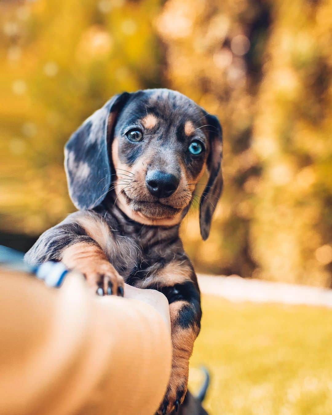 DogsOf Instagramのインスタグラム：「“Totally ready for my first autumn 🍂 “ writes @2blackdogsview  #dogsofinstagram」
