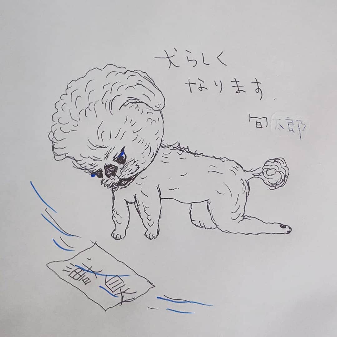 タンゲクンのインスタグラム：「昨日は僕を心配してくださって ありがとうございました  マミの抱っことかだっことかで 立ちなおりましたー  僕の今後の目標です。 #旬太郎くん  #一こま漫画 #shitzu」