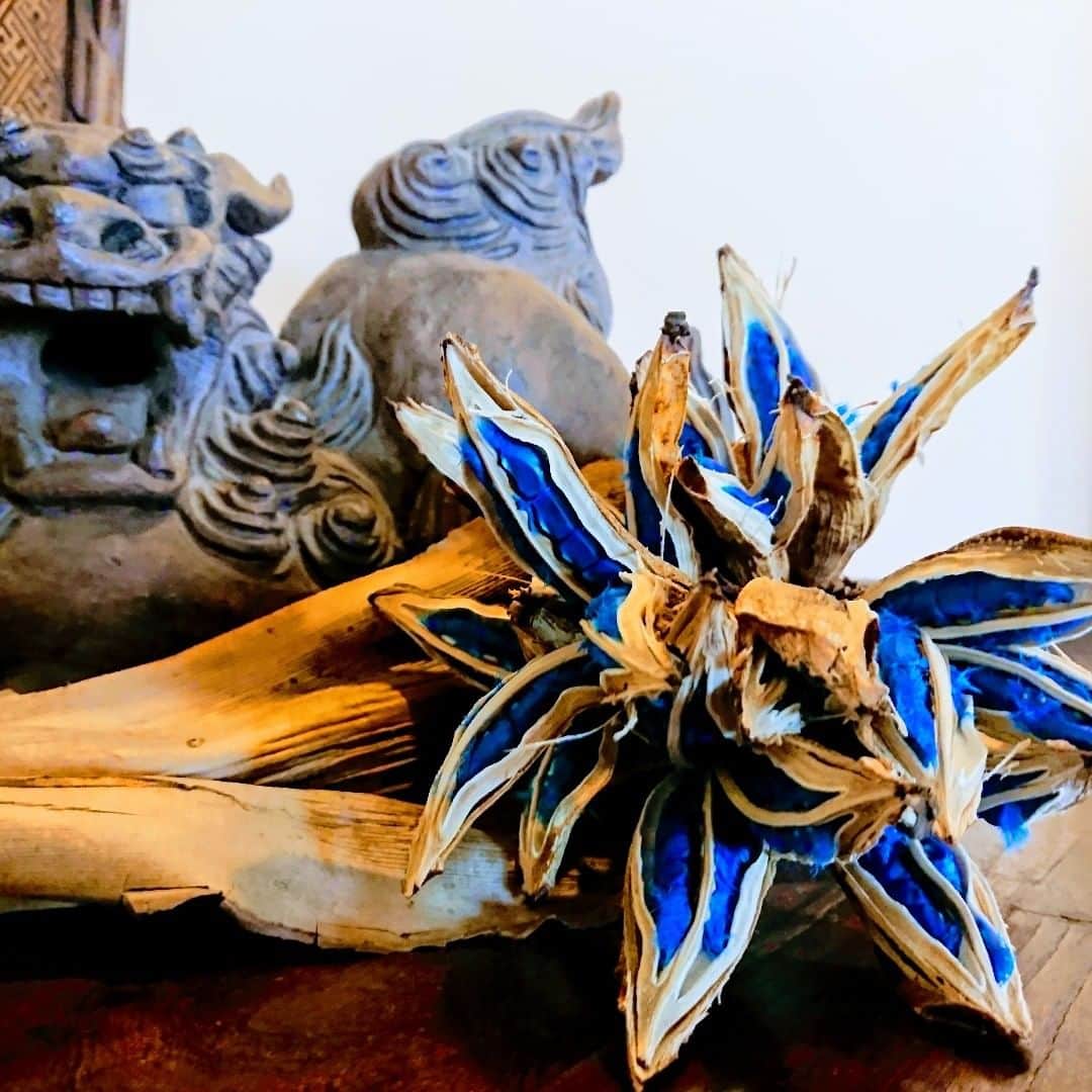 石垣シーサイドホテルさんのインスタグラム写真 - (石垣シーサイドホテルInstagram)「ishigaki_seaside_hotel美しい青から感じる植物の力強さ。石垣島の青い空、青い海にぴったりの旅人の木。ホテル敷地内に植えられているオオギバショウが華麗に変身♪#旅人の木#オオギバショウ#青い種#青空#ishigaki#ishigakiisland#island#石垣島#石垣#シーサイド#ホテル#石垣シーサイドホテル#hotel#seaside#海#sea#ビーチ#beach#夏#summer#南国#okinawa#沖縄#離島#沖縄離島#ヤエヤマ#八重山#八重山諸島#japan#trip」9月12日 12時05分 - ishigaki_seaside_hotel