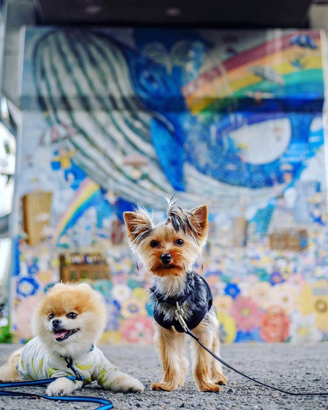 ポテチンさんのインスタグラム写真 - (ポテチンInstagram)「A walk in Shibuya with my friends」9月12日 12時17分 - pom.potechin