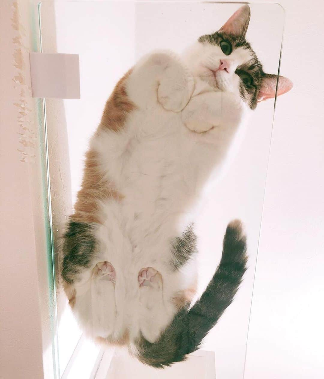 PECOねこ部さんのインスタグラム写真 - (PECOねこ部Instagram)「. 「ニャンコの裏側❤️」 #香箱座りを #下から #覗いてみたら #こんな可愛い裏側が❣️😍 #疲れが吹き飛んで💨 #今日も #頑張ろう💪 #regram：@mochi_ryoko  素敵な写真を投稿してくださったのは… @mochi_ryoko さん 他にも素敵なお写真がたくさんあるので、ぜひ遊びに行ってみてください！  #ペコねこ部 をつけて投稿すると… PECOで楽しくご紹介させていただきます💪」9月12日 12時28分 - pecocats