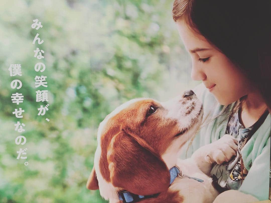 伊藤さとりさんのインスタグラム写真 - (伊藤さとりInstagram)「犬や猫のような 分け隔てない愛を持ちたい という願望。 そして、全力で愛するという パワーがあったら。 傷付くのが怖い 弱虫な私にはその勇気が まだない。 「僕のワンダフル・ジャーニー」 の犬のベイリーのように 運命を受け入れ、志高く 出会いのご縁を大事に 今を一生懸命生きるから その都度 自分なりに幸せな人生なのよ。 そして人を幸せにするのよ。  #僕のワンダフルジャーニー #映画 #映画好きな人と繋がりたい  #映画鑑賞 #犬 #ワンコ  #洋画 #洋画好きな人と繋がりたい  #イベント #アンジャッシュ  #早見あかり #犬好きな人と繋がりたい  #映画レビュー #シネマ #movie  #cinema #シネマ #新作  #感動作 #吹き替え #泣ける」9月12日 12時31分 - ito_satori