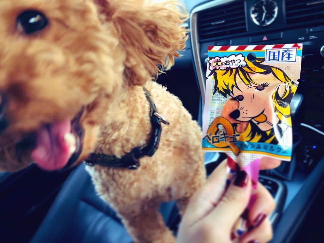 のインスタグラム：「🐶🍭 #dog#dogstagram #dogs#doggo#love #seveneleven#sweet」