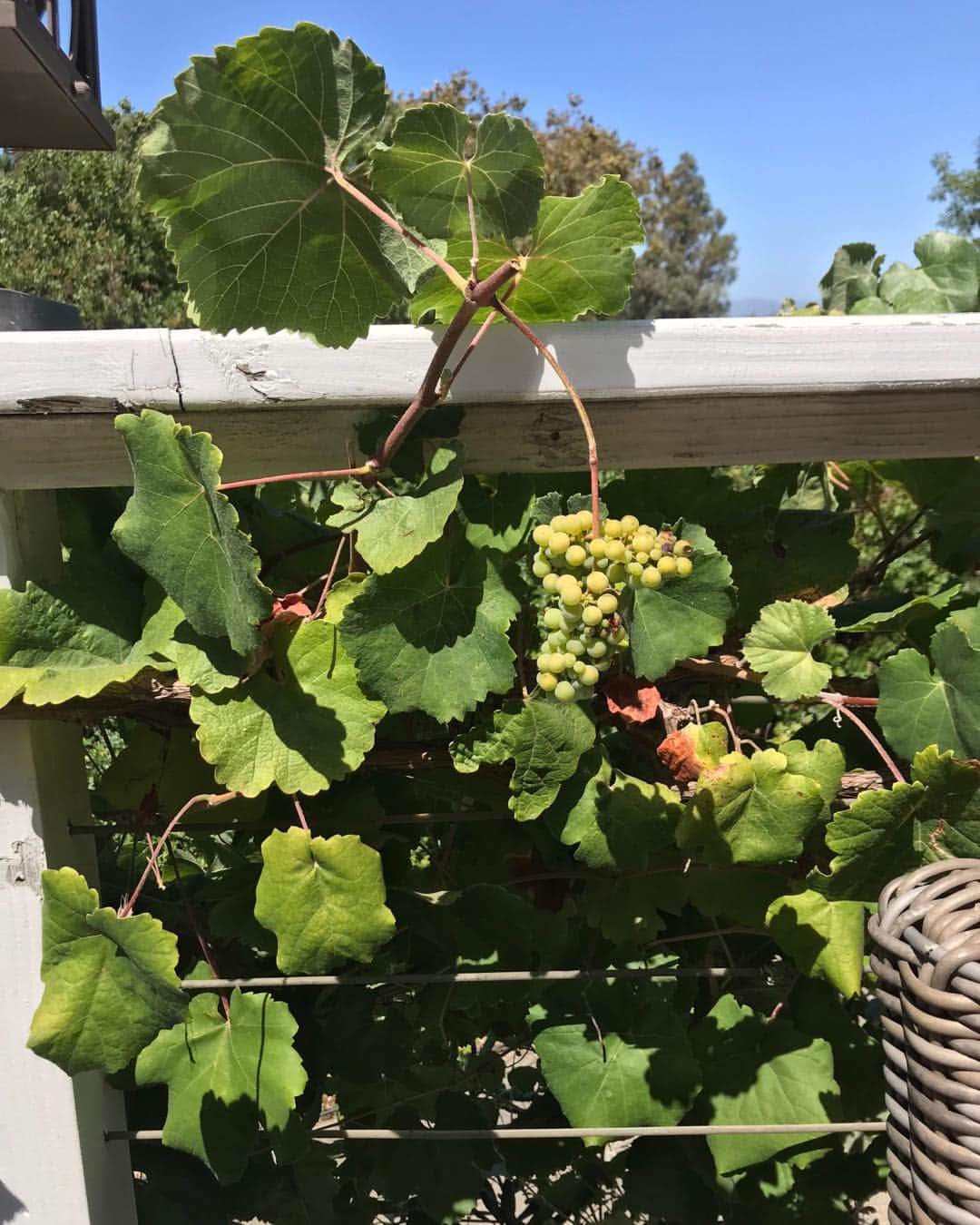 クリス・ノースさんのインスタグラム写真 - (クリス・ノースInstagram)「Wild grapes on the back Patio.. Sherman Oaks Pino Grigio?😉 #wine」9月12日 12時34分 - chrisnothofficial