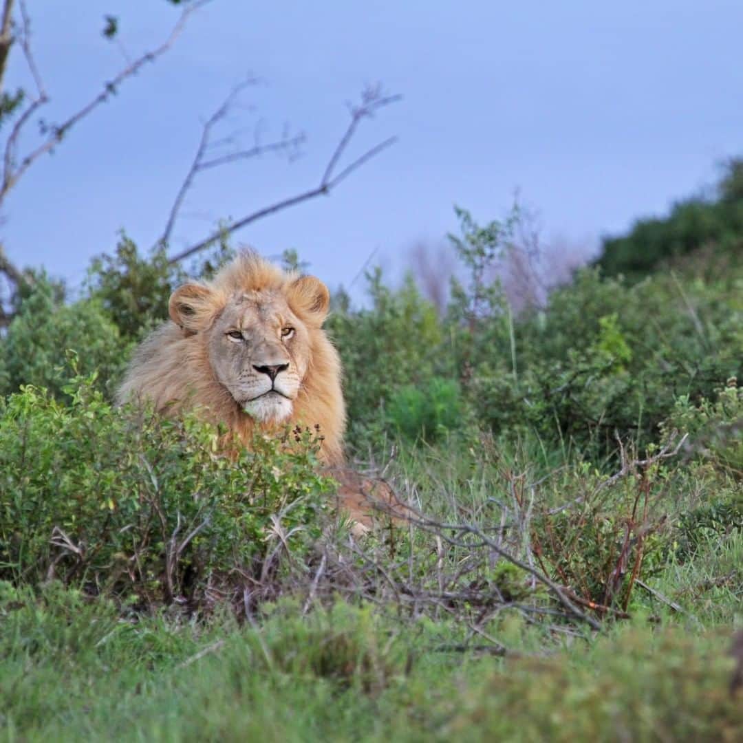 アニマルプラネットさんのインスタグラム写真 - (アニマルプラネットInstagram)「As seen on @coyotepeterson's adventures, this is a male lion! As they come to maturity, male lions usually leave their birth pride to start one of their own. 📸: @mario_aldecoa, @bravewilderness . . . . . . . . #animalsofinstagram #animalplanet #animaloftheday #wild #wildlife #outdoors #animals #wildanimals #conservation #nature #animallovers #instanature #wildgeography #coyotebrave #bravethewild #lion」9月12日 4時00分 - animalplanet