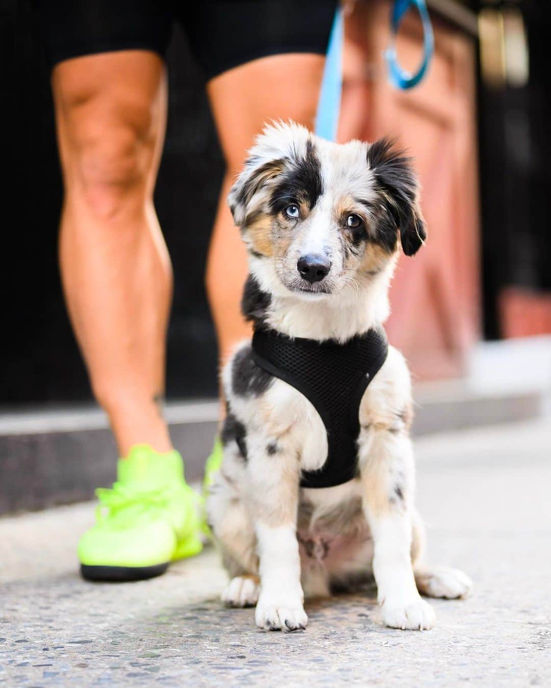 The Dogistさんのインスタグラム写真 - (The DogistInstagram)「Rocky, Toy Australian Shepherd (3 m/o), Greene & Prince St., New York, NY • “He’s a luxurious little dude.” @rockythecowboy」9月12日 7時24分 - thedogist
