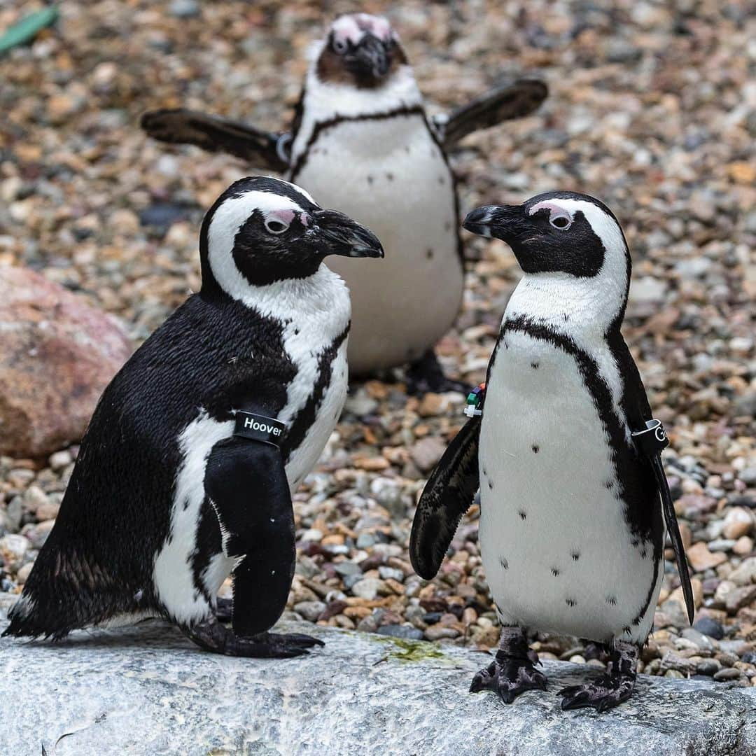 San Diego Zooのインスタグラム