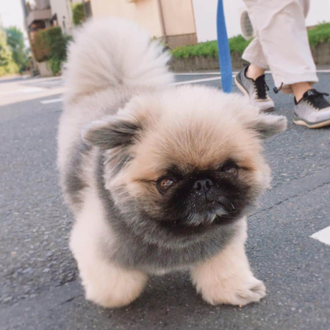 のインスタグラム：「#goodmorning  #お散歩 #walk ※ 今日も、せっせとお散歩🐾🐾 一生懸命、前を見て小走り気味にお散歩😊🐾🐾 Have a nice day💐💐💐」