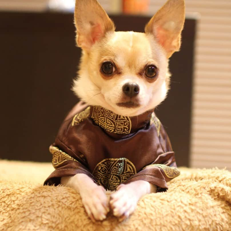 紋次郎さんのインスタグラム写真 - (紋次郎Instagram)「Good morning  みなさま、行ってらっしゃーい  #dog#dogstagram#instadog#chihuahua#barkbox#mydogiscutest#buzzfeed#dog_features#fluffypack#barkpack#dogsofinstaworld#dogsofinstagram#犬#チワワ#手作り#handmade#着物#fashion#紋次郎一家#チーム茶#ふわもこ部#igersjp#peco犬部#dogsofinstagram#dogfashion」9月12日 7時27分 - montjiro