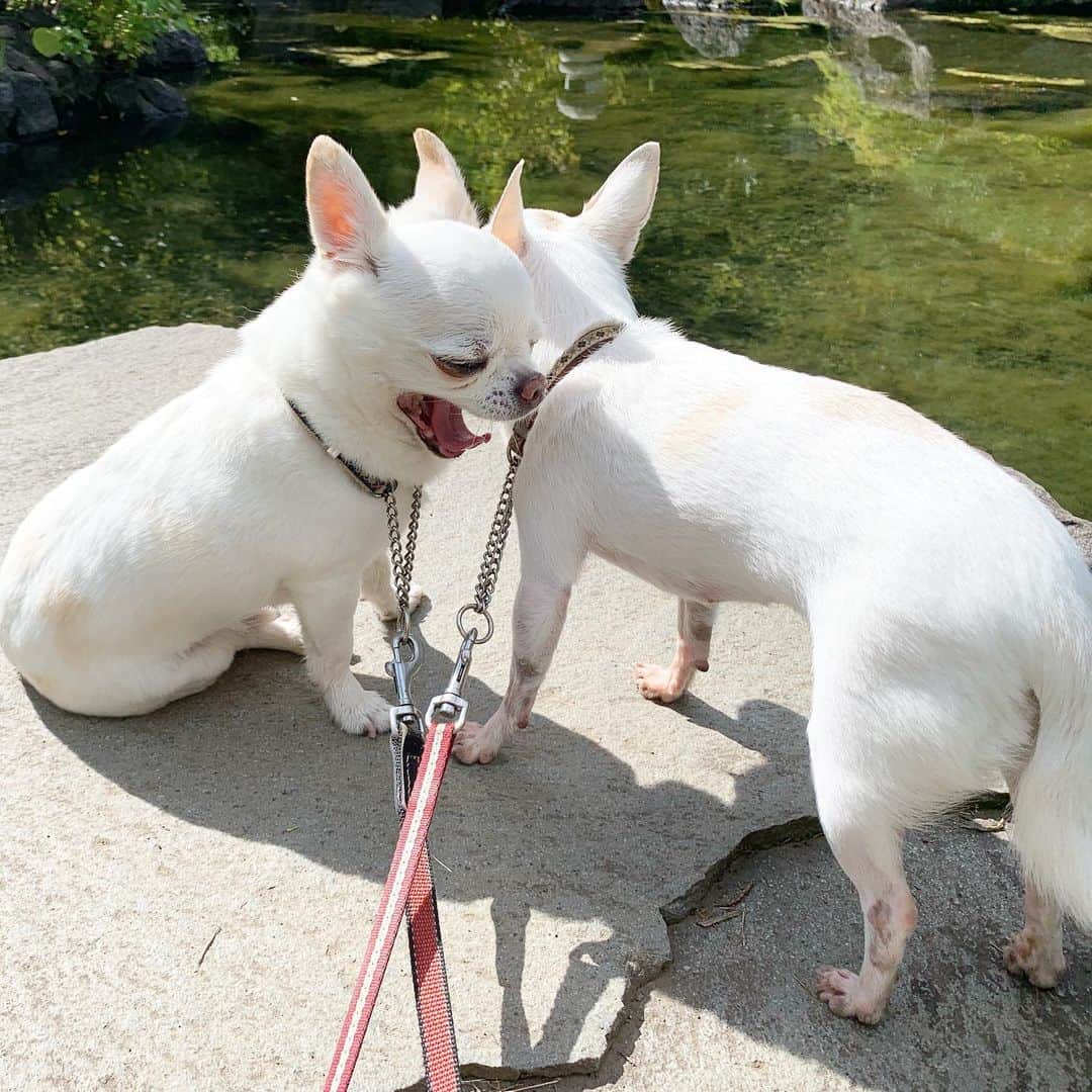 KORIKIのインスタグラム：「おはようございます♪ * #おふたりさん #dogofsapporo #dog, #dogs, #dogstagram,#chihuahua,#犬バカ部,#チワワ,#koriki, #hanadog #白スムチ連合会, #スムチー,  #dogofthedayjp, #dogoftheday  #ilovemydog #instadog #instapet #WhiteChihuahua  #吉娃娃 #치와와  #dogsofinstagram #Chihuahualover  #ชิวาวา #チワワの輪 #barkbox #WhiteChihuahuaParty #もふもふモフモフ」