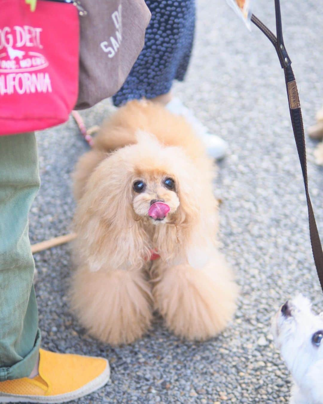 Toypoodle Mikuru?Asakusa Tokyoさんのインスタグラム写真 - (Toypoodle Mikuru?Asakusa TokyoInstagram)「20190912 Thursday. Good morning! Friends 💖 少し涼しい朝✨ みくるの足取りも軽快🐾 肉活もより一層活動的でした😂 . ❶ オニク好きですがなにか？ ❷ オニク〜〜🍖🍖🍖 ❸ 桃尻サービスちう🍑 ❹ お耳サービスちう👂 ❺ 本日2回目の肉活の戦いが始まる ❻ センターは譲らない！ ❼ ごちそうさま！ ❽ さぁ、帰ろ！ . 踏ん張りどころの木曜日。 私は酒活で乗り切ろう🍺 . #肉活 #肉食系女子 #食後はタウリン」9月12日 8時17分 - purapura299