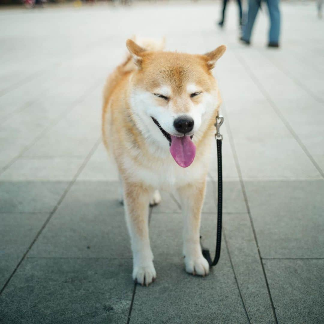 まる（まるたろう）さんのインスタグラム写真 - (まる（まるたろう）Instagram)「Good morning!✨🐶✨今日はなんだかスッキリいい天気😎 #いっぱい歩いちゃおうかな #パパ帰りはダッコしてね #まる頑張って遠くまで歩くからねっ #帰りの体力は考えないタイプ #家に帰るまでがお散歩です」9月12日 8時18分 - marutaro