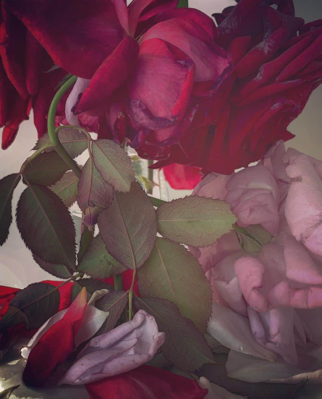 ニック・ナイトさんのインスタグラム写真 - (ニック・ナイトInstagram)「Roses from my garden. Wednesday September the 11th 2019.」9月12日 8時26分 - nick_knight