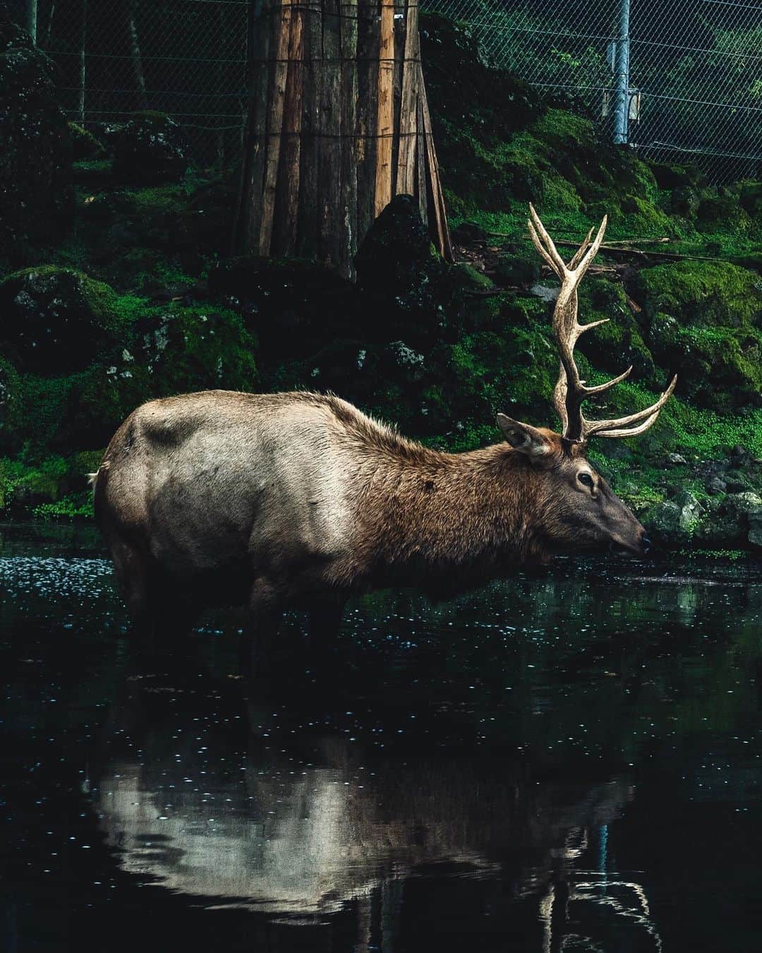 田村幸士のインスタグラム：「. Mountain lord. 動物はかっこいい。 身体の作りやフォルムが自然界の中で「生きる」ために形成されたよう。 僕らも自然界の中にいるのにね。 ちゃんと身体づくりしなきゃ。」