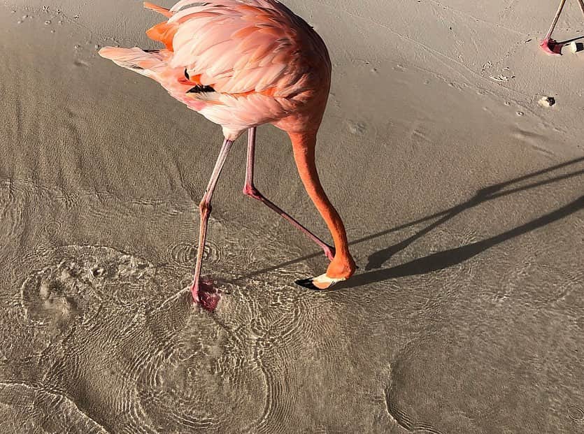 イモージェン・ケアンズさんのインスタグラム写真 - (イモージェン・ケアンズInstagram)「Let’s stop and admire 👀 Such a beautiful bird #flamingobeach #flamingoisland #aruba #flamingo #onehappyisland」9月12日 9時57分 - imogencairns