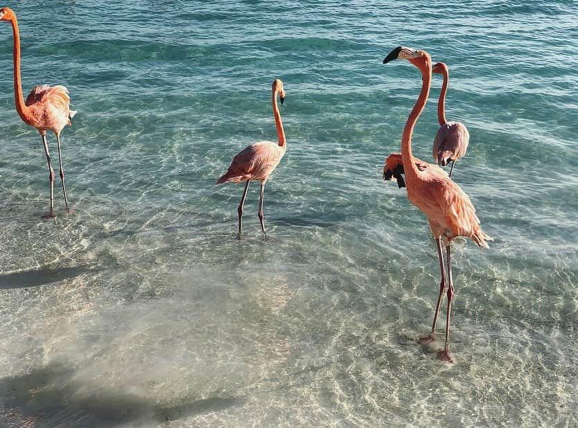 イモージェン・ケアンズのインスタグラム：「Let’s stop and admire 👀 Such a beautiful bird #flamingobeach #flamingoisland #aruba #flamingo #onehappyisland」