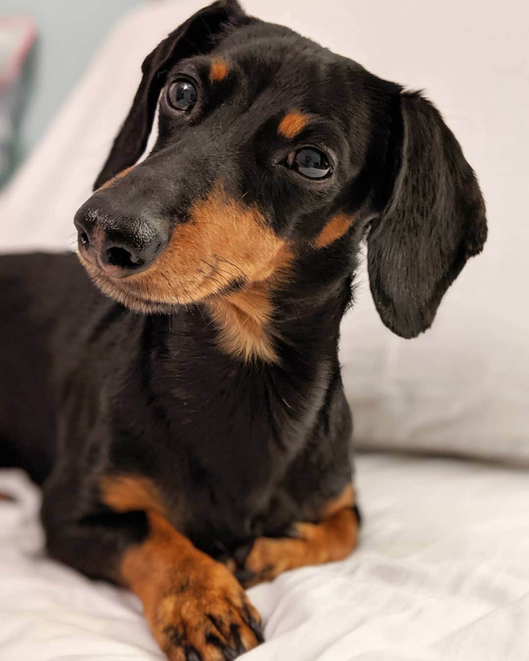 Crusoe the Celebrity Dachshundさんのインスタグラム写真 - (Crusoe the Celebrity DachshundInstagram)「"On October 28th, I can't believe I'll be turning 10 YEARS OLD!! Mum and Dad want to make this year EXTRA special, so they've planned a few exciting ways YOU can participate - such as sending in a birthday wish on video to be included in our compilation video, a "reverse gift" to support my local Humane Society, AND MORE! Check it all out via link in my profile!" ~ Crusoe」9月12日 10時19分 - crusoe_dachshund