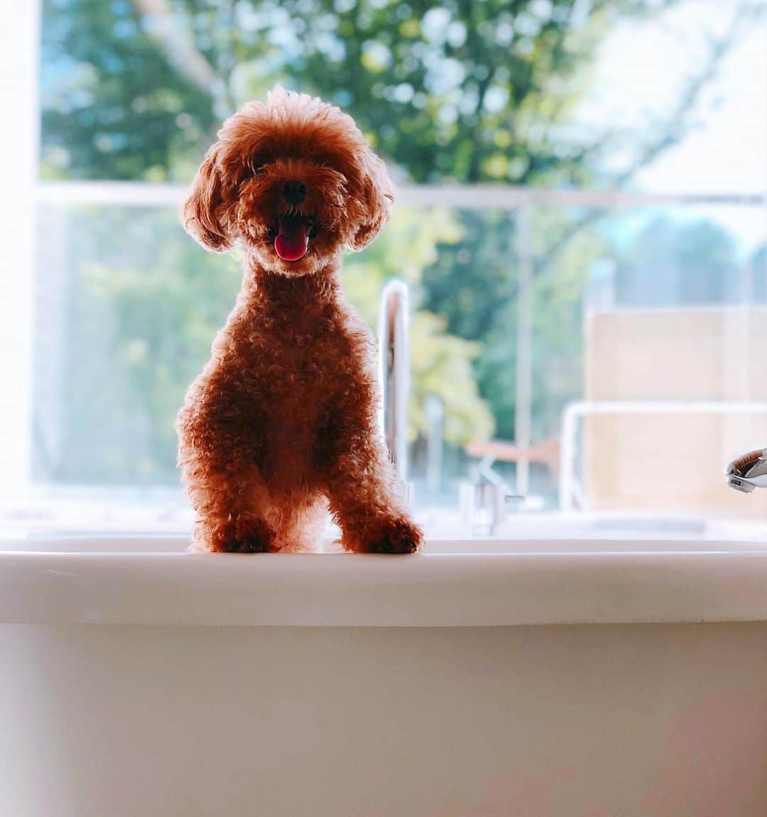 内山理名さんのインスタグラム写真 - (内山理名Instagram)「Dog bathtub...🛁🌴 ・ #mylovelydog #tink」9月12日 11時07分 - rinauchiyama_official