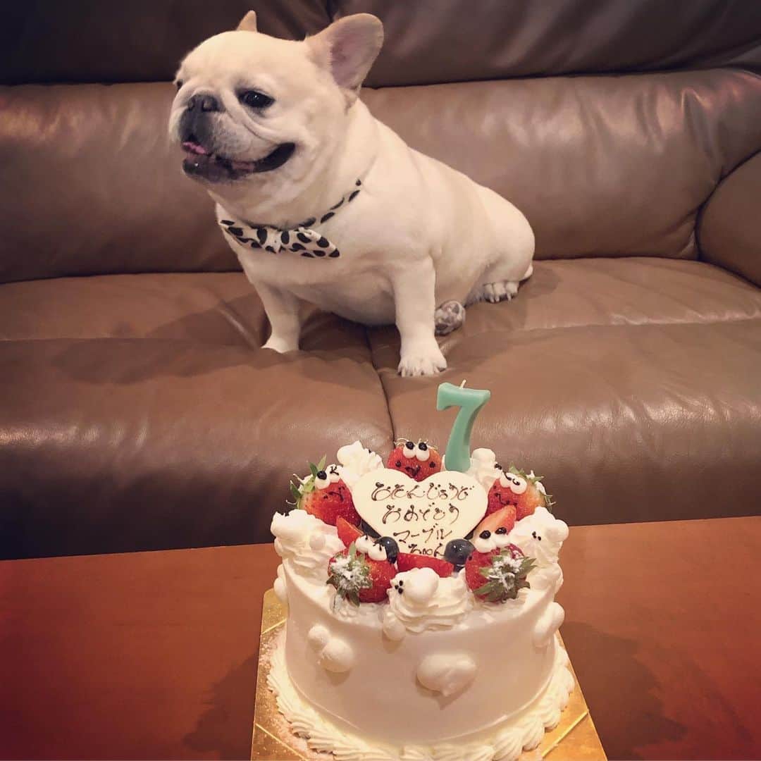 のインスタグラム：「* 本日、マーブル7歳になりました🎊 これからもマーブルと共に❤️ * Beloved marble became 7 years old🎉 * #マーちゃん誕生日 #犬も人も一緒に食べられるケーキ #ケーキもぐもぐタイム🎂 #私のアモーレ🐷❤️」