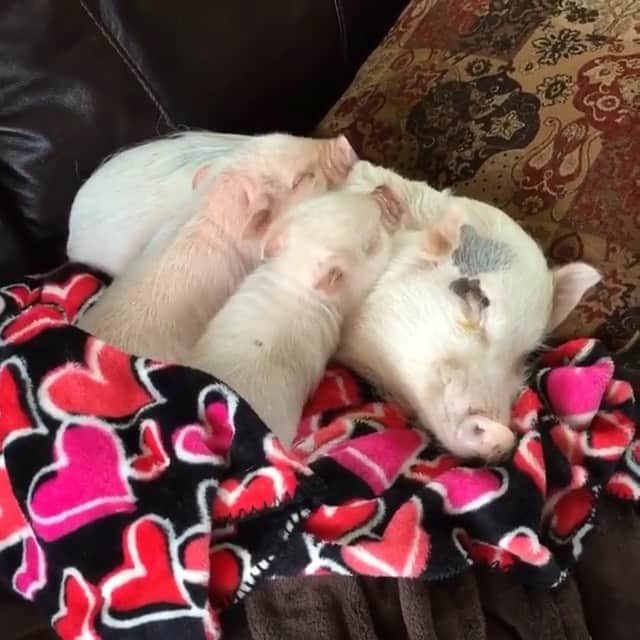 のインスタグラム：「Throwback to that time Pop was in charge of pigsitting the kids. He made a good pillow pet at least.🐷😴#tbt #PoseyandPink #PrissyandPop」
