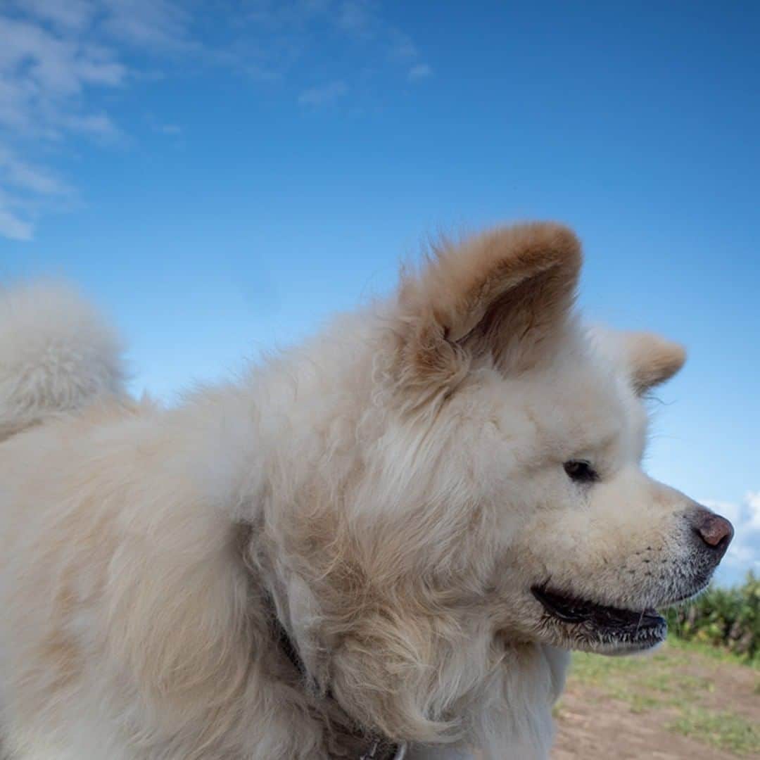わさおのインスタグラム：「Blue sky, White dog. 天高く 犬映える 秋  #busakawa #longhair #longcoat #akitainu #dog #wasao #ぶさかわ #長毛 #秋田犬 #わさお」